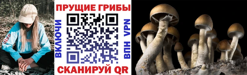 площадка формула Полярные Зори Псилоцибиновые грибы ЛСД kraken